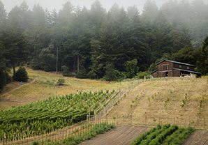 Vineyard with fog