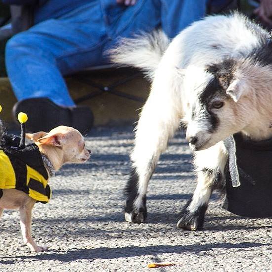 Chihuahua and goat at St. Helena Harvest Festival Pet Parade