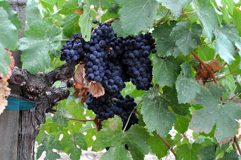 Bunches of grapes on a vine in Napa Valley