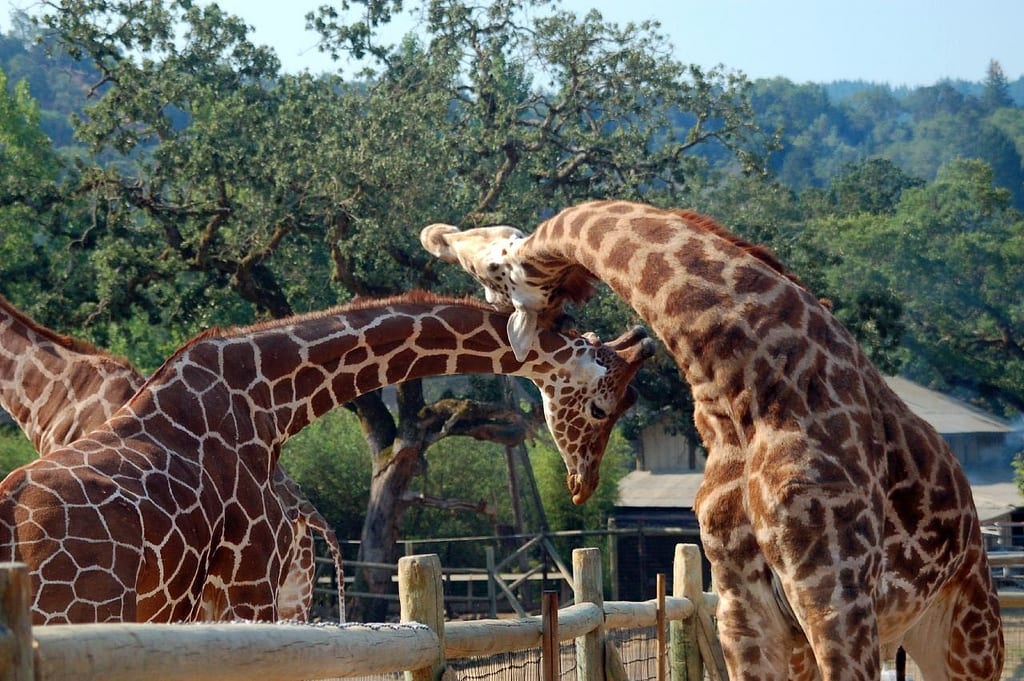Giraffes at Safari West rubbing heads together