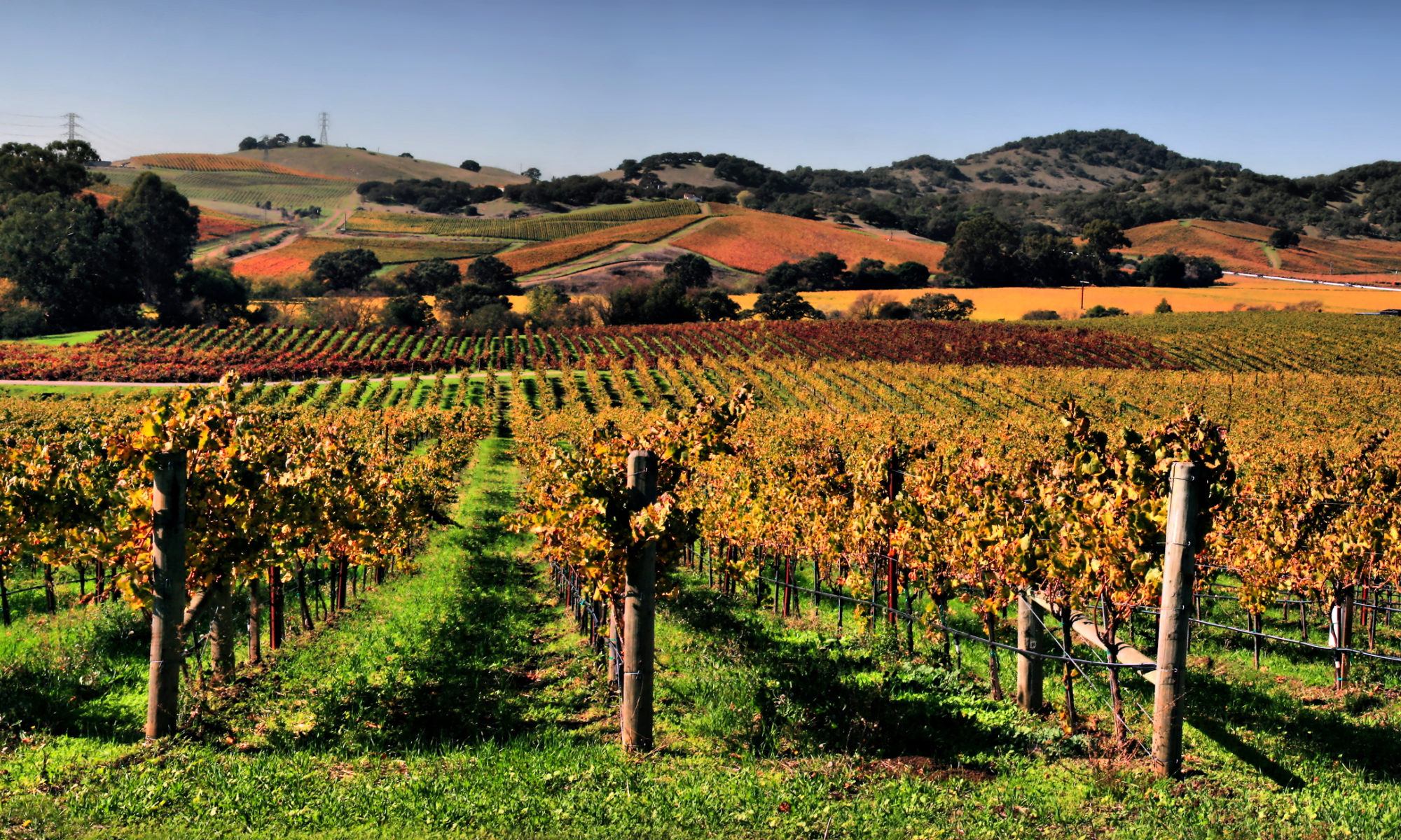 Vineyards in Napa Valley