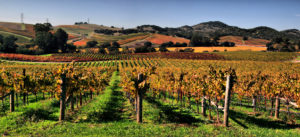 Vineyards in Napa Valley
